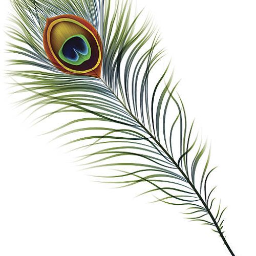 Peacock Feathers