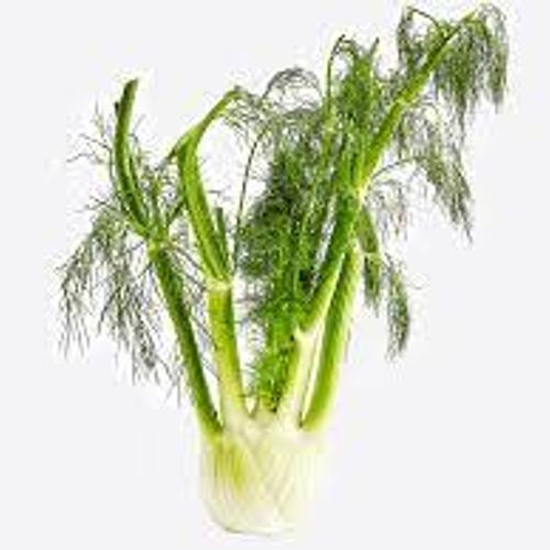 Fennel