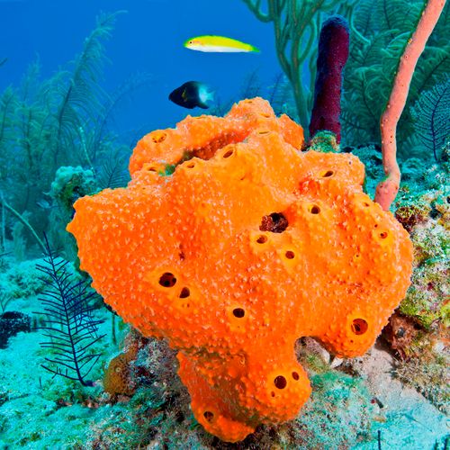 Sea Sponge 1 Ct
