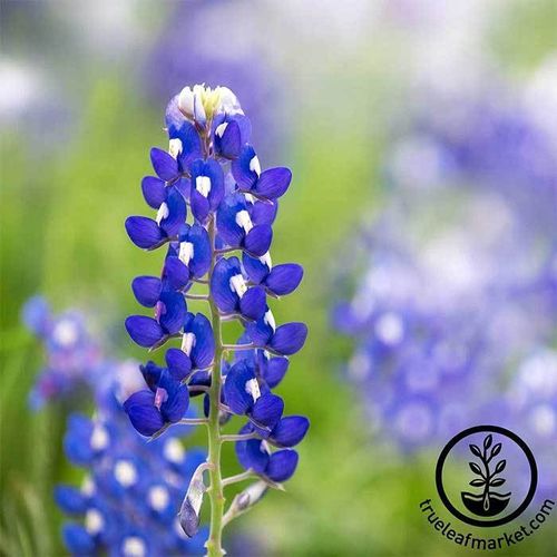 Texas Bluebonnet Seed Garden